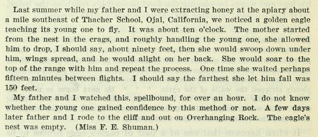 Last summer while my father and I were extracting honey at the apiary about a mile southeast of Thacher School, Ojai, California, we noticed a golden eagle teaching its young one to fly. It was about ten o'clock. The mother started from the nest in the crags, and roughly handling the young one, she allowed him to drop, I should say, about ninety feet, then she would swoop down under him, wings spread, and he would alight on her back. She would soar to the top of the range with him and repeat the process. One time she waited perhaps fifteen minutes between flights. I should say the farthest she let him fall was 150 feet. My father and I watched this, spellbound, for over an hour. I do not know whether the young one gained confidence by this method or not. A few days later father and I rode to the cliff and out on Overhanging Rock. The eagle's nest was empty.