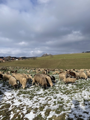 Sheep grazing in the sun
