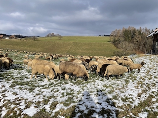 Sheep grazing in the sun