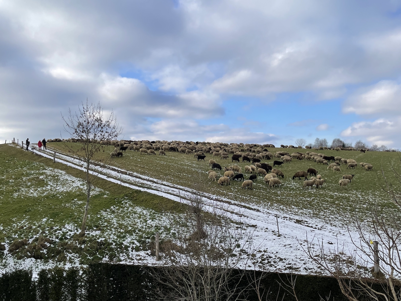 Flock of sheep grazing on the field visible from our dining room